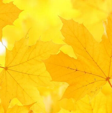 a photo of bright yellow leaves.