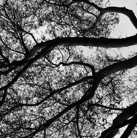 a photo of black trees against a stark white backdrop.